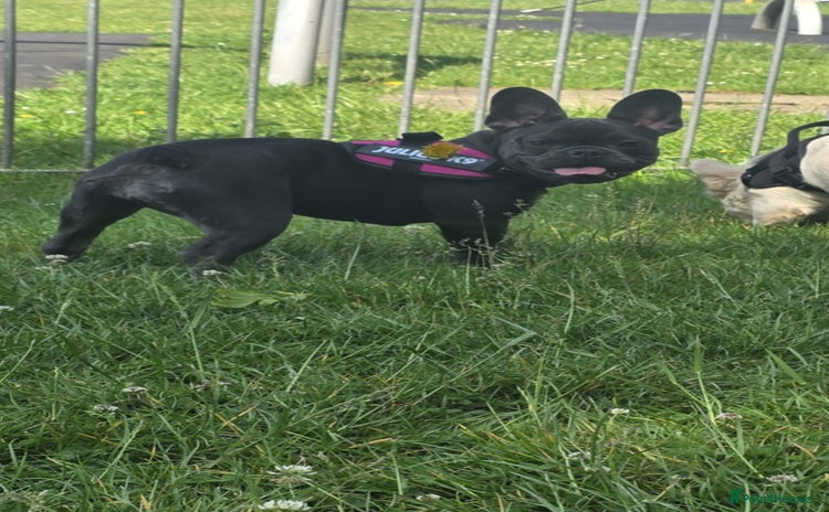 French Bulldog dogs - Advert 7