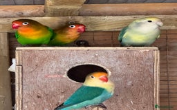 Lovebirds birds for sale: Lovebirds, Fischer and peach face  in Boston - Image 7