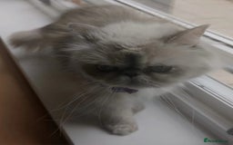 Persian cats for sale: Pure Persian 11 month old girl available now - Image 3