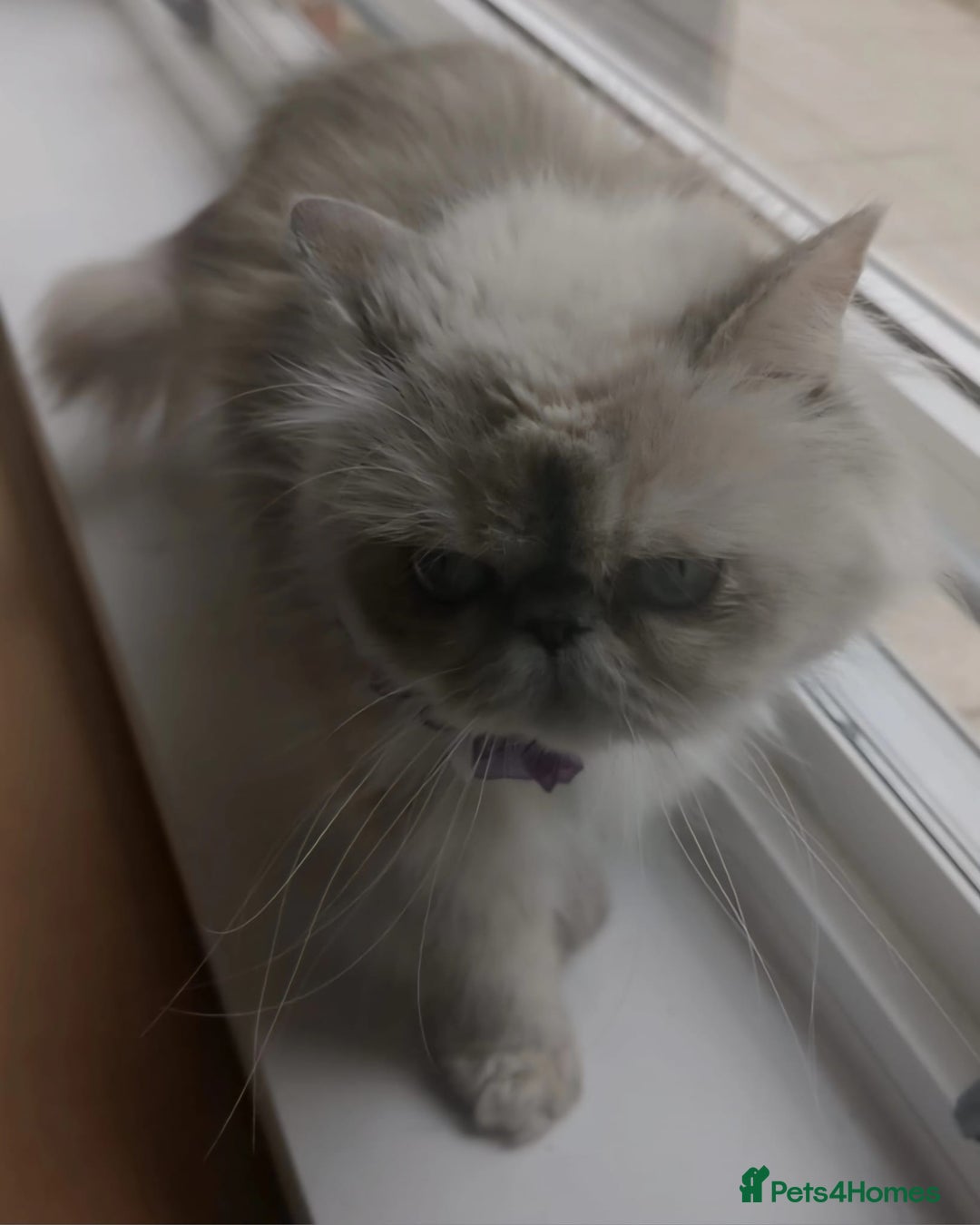 Persian cats for sale: Pure Persian 11 month old girl available now - Image 3