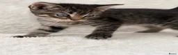 Mixed Breed cats for sale: Tabby male kittens  - Advert 12