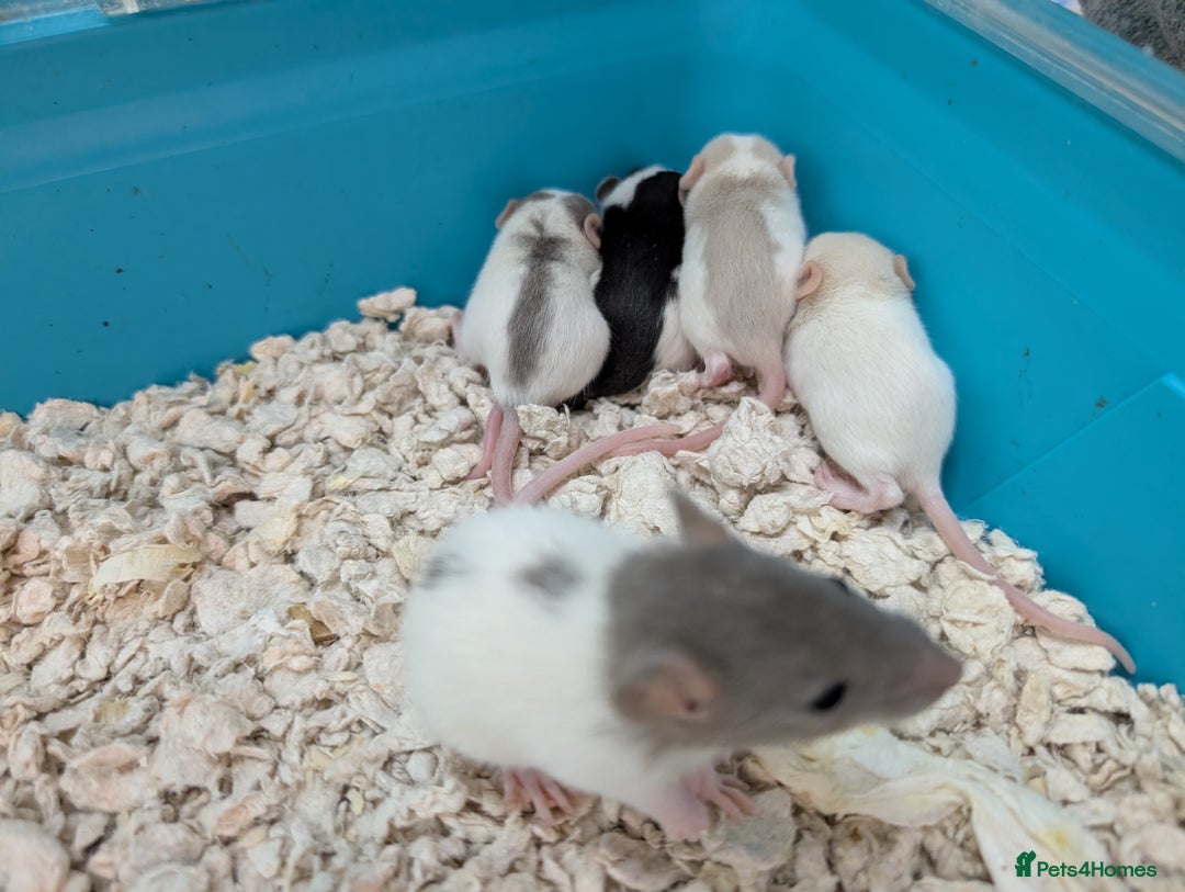 Rat rodents for sale: Adorable Baby Rats, ready from 16 January. - Advert 1