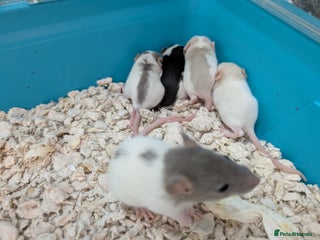 Rat rodents Adorable Baby Rats, ready from 16 January. - Advert 17