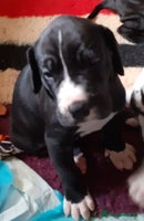 Great Dane dogs Great dane puppies - Advert 2