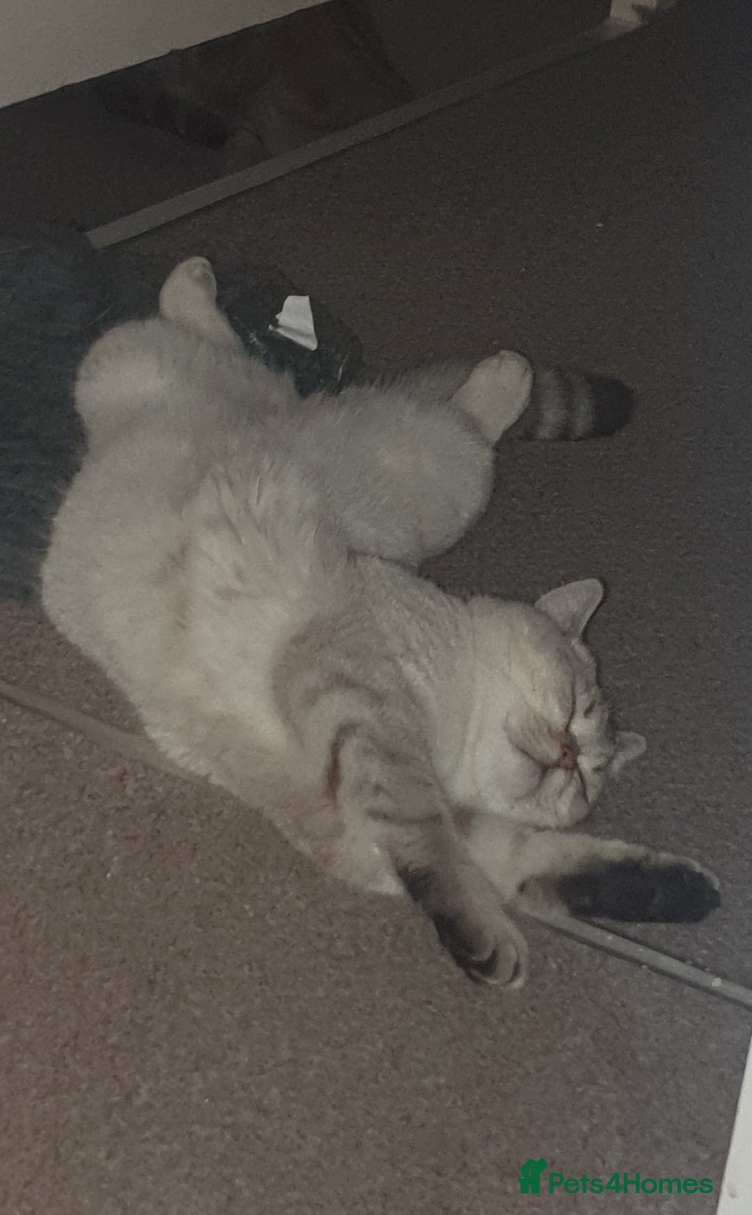 British Shorthair cats for sale: British Shorthair Black Golden Tabby kittens 😸  - Advert 9