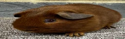 Guinea Pig rodents for sale: Baby male & female guinea pigs for sale  - Advert 3