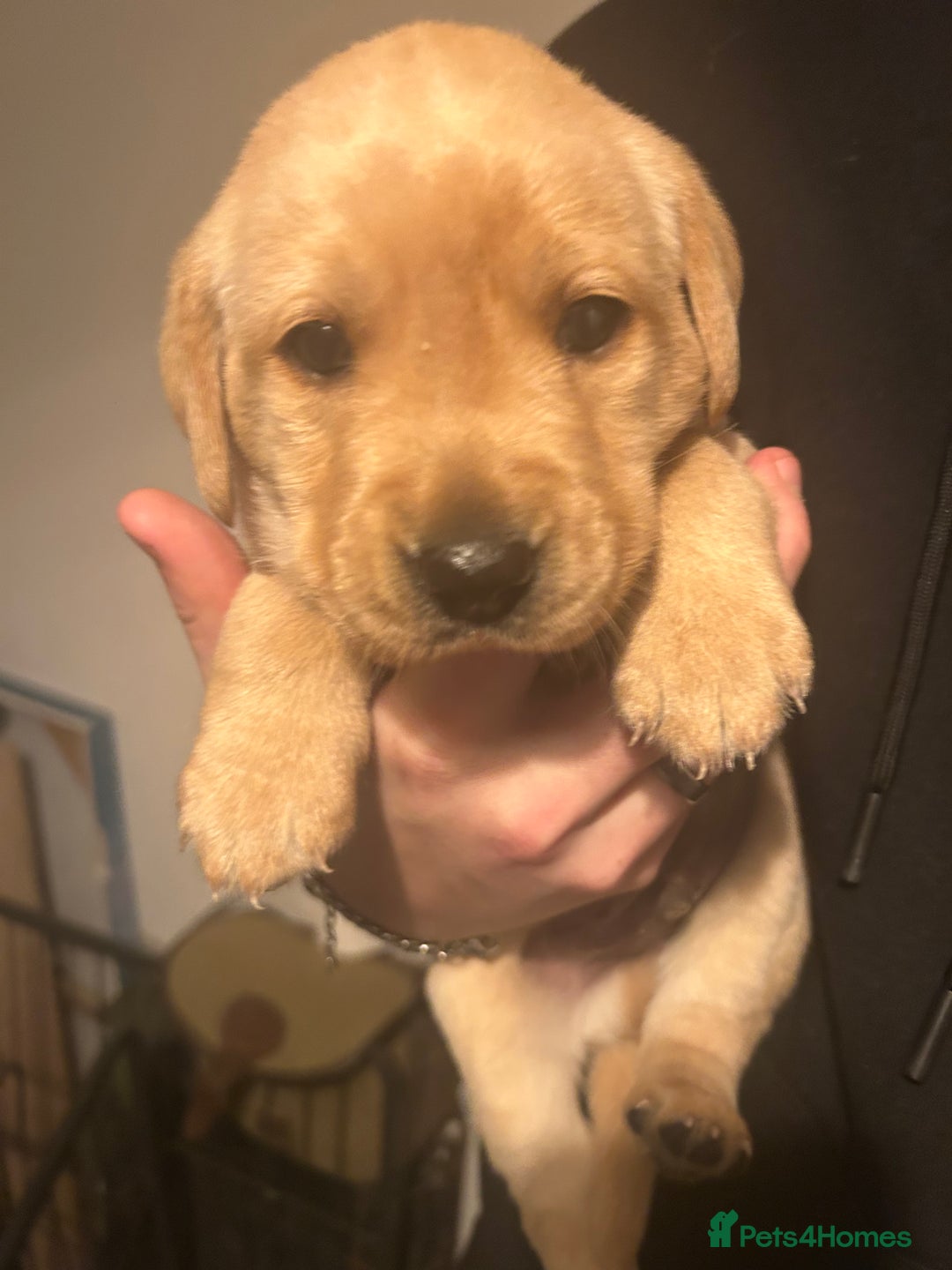 Labrador Retriever dogs for sale: KC registered Labrador boys for sale  - Advert 6