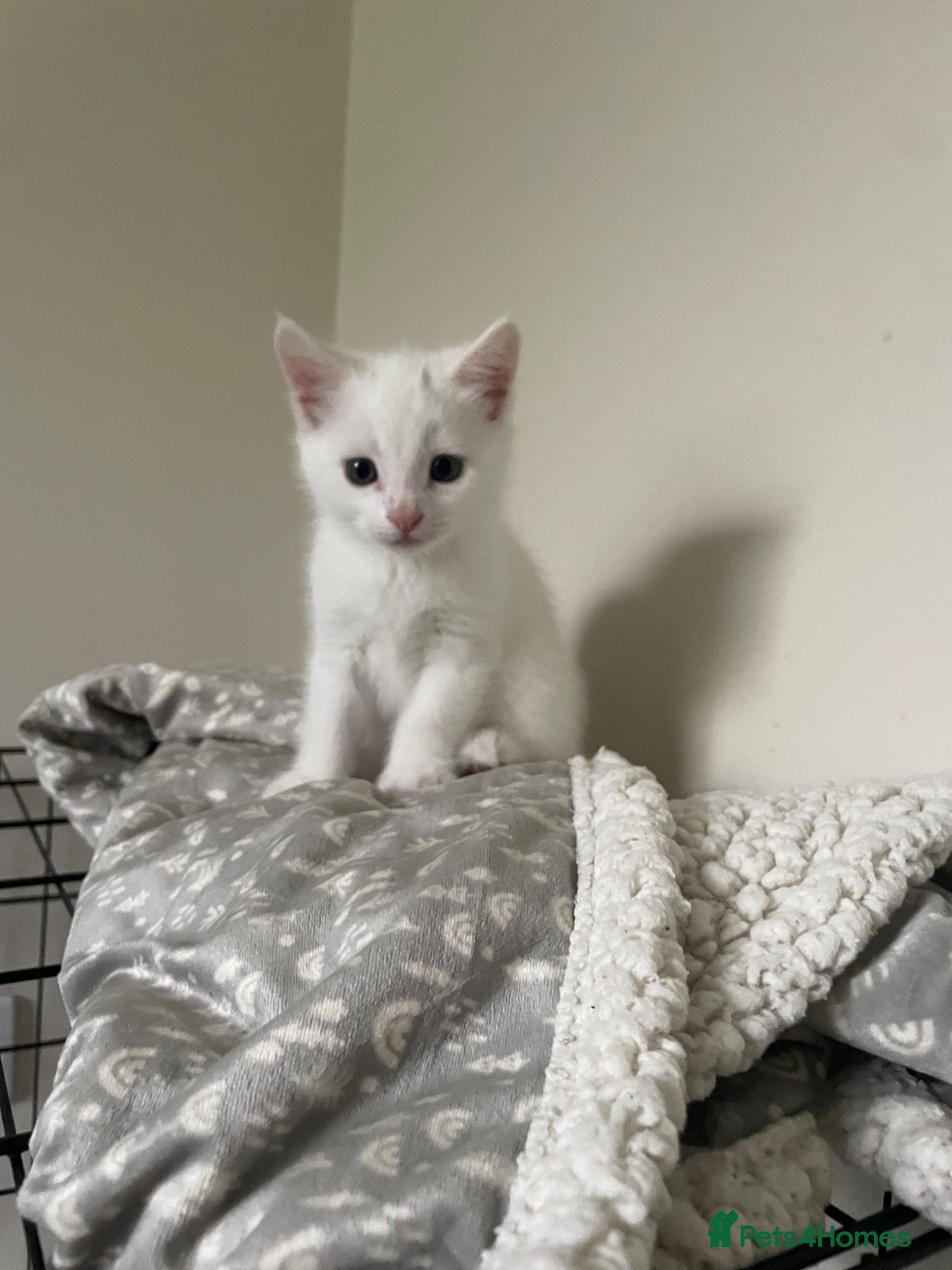 Mixed Breed cats     Maine Coon Mix Kittens - Advert 1
