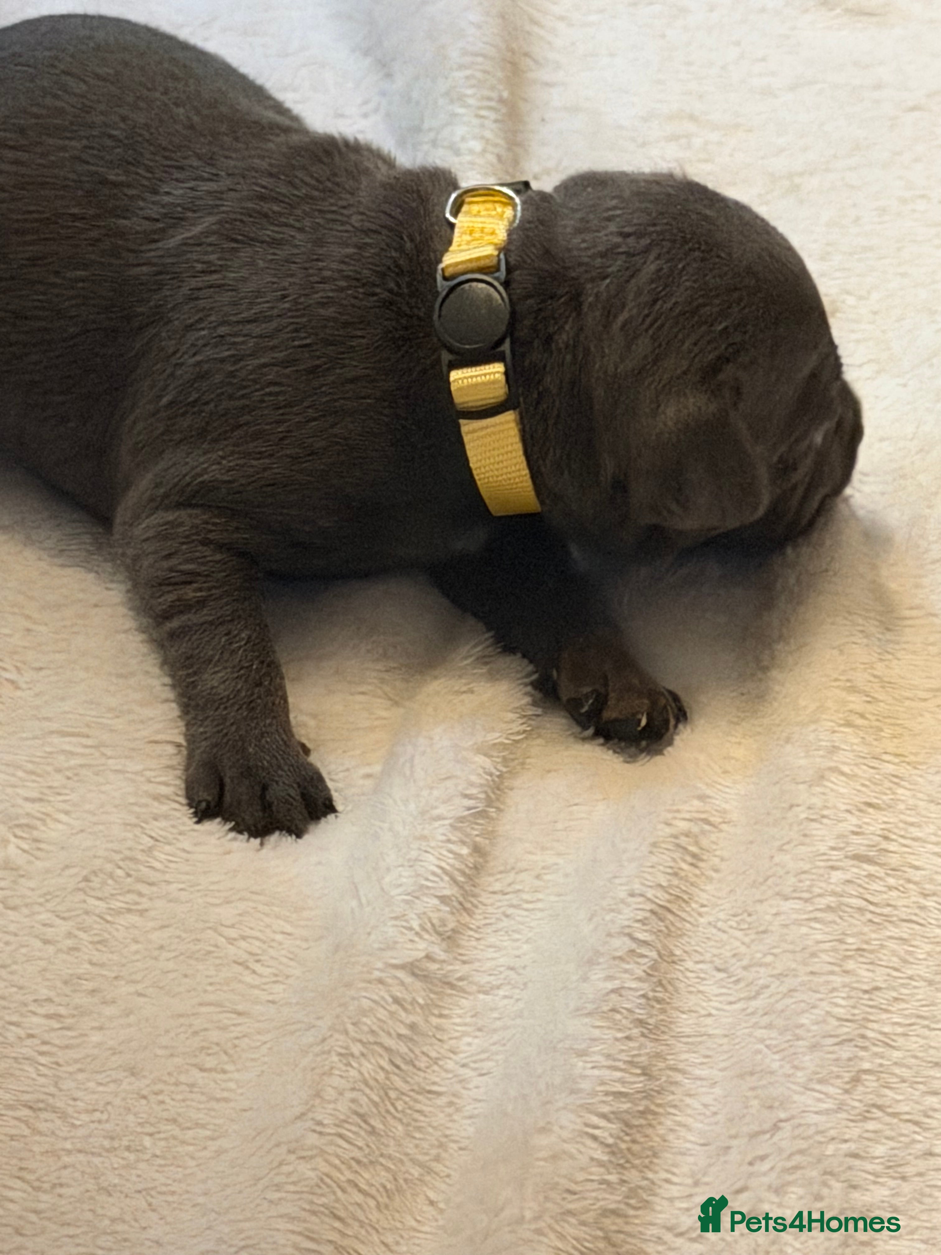 Staffordshire Bull Terrier dogs KC REG STAFFY PUPS 2 blue girls! 1 blue boy!  - Advert 18