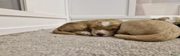 Sproodle dogs for sale: Male sproodle puppy in Rotherham - Advert 11