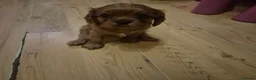 Cavalier King Charles Spaniel dogs for sale: Charming Cavalier King Charles Spaniel Puppies in Hyde - Advert 10