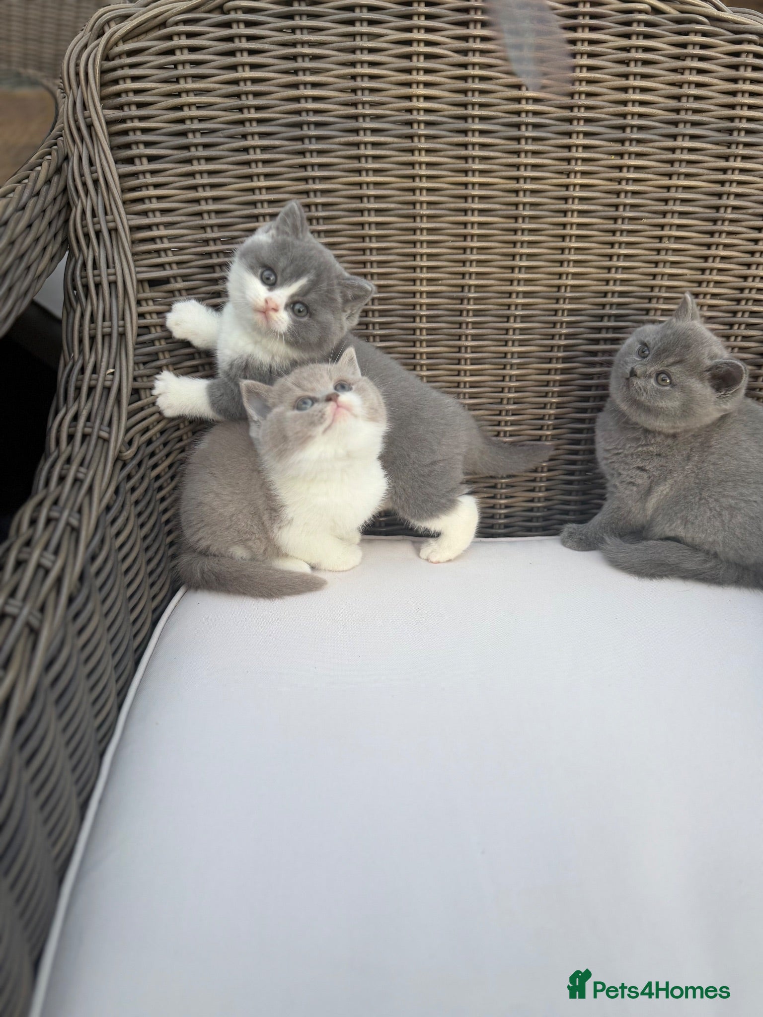British Shorthair cats FULL PEDIGREE REGISTERED BSH  - Advert 2