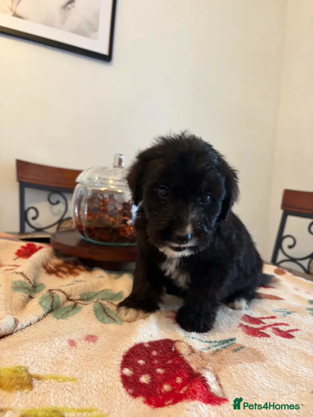 Mixed Breed dogs for sale: Bordoodles ready for there forever homes. - Advert 2