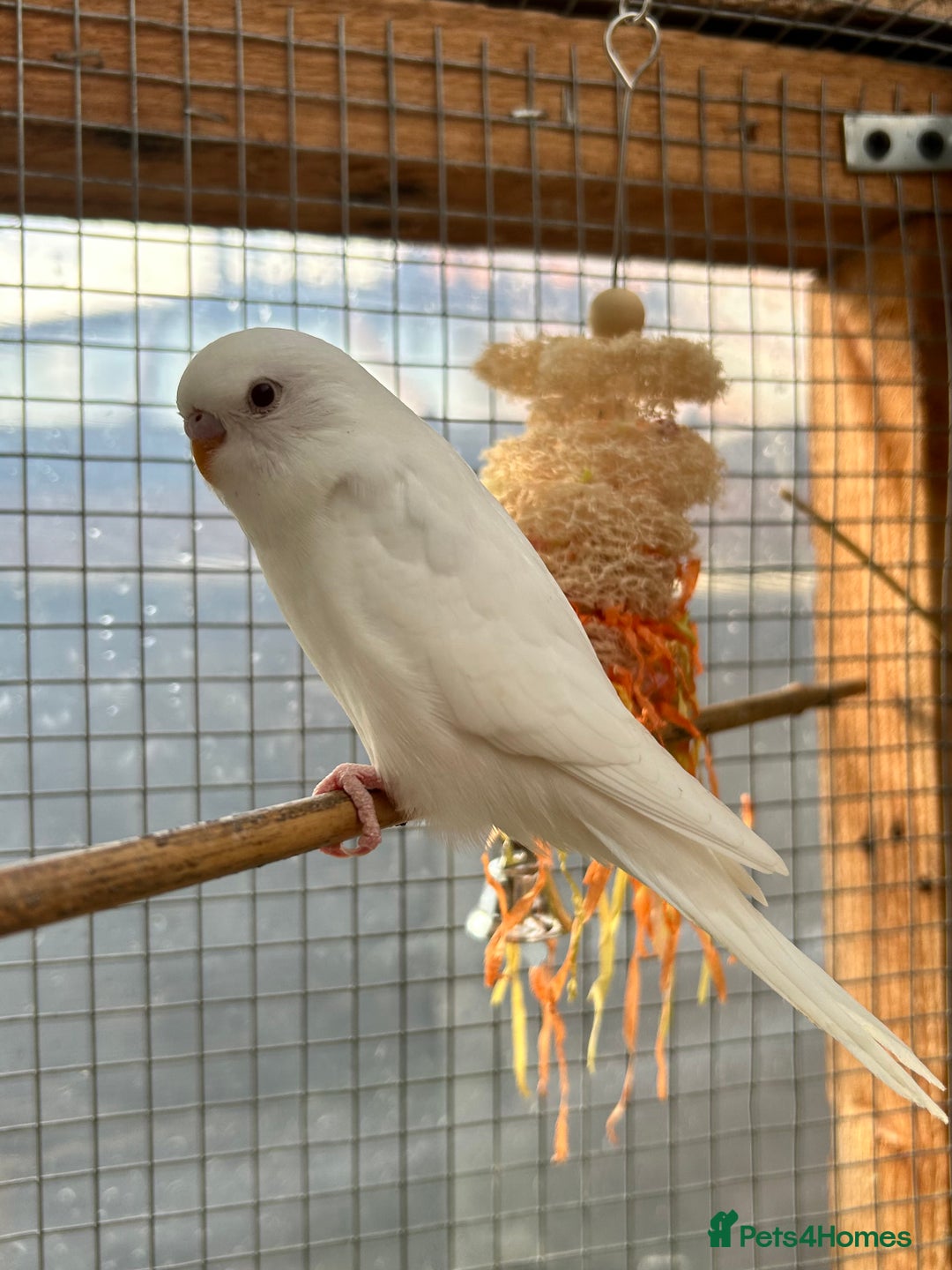 Budgerigars birds for sale: Baby Budgies For Sale  - Image 8