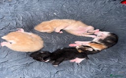 Mixed Breed cats for sale: 4 Gorgeous Kittens Ready for Their Forever Homes! - Image 13