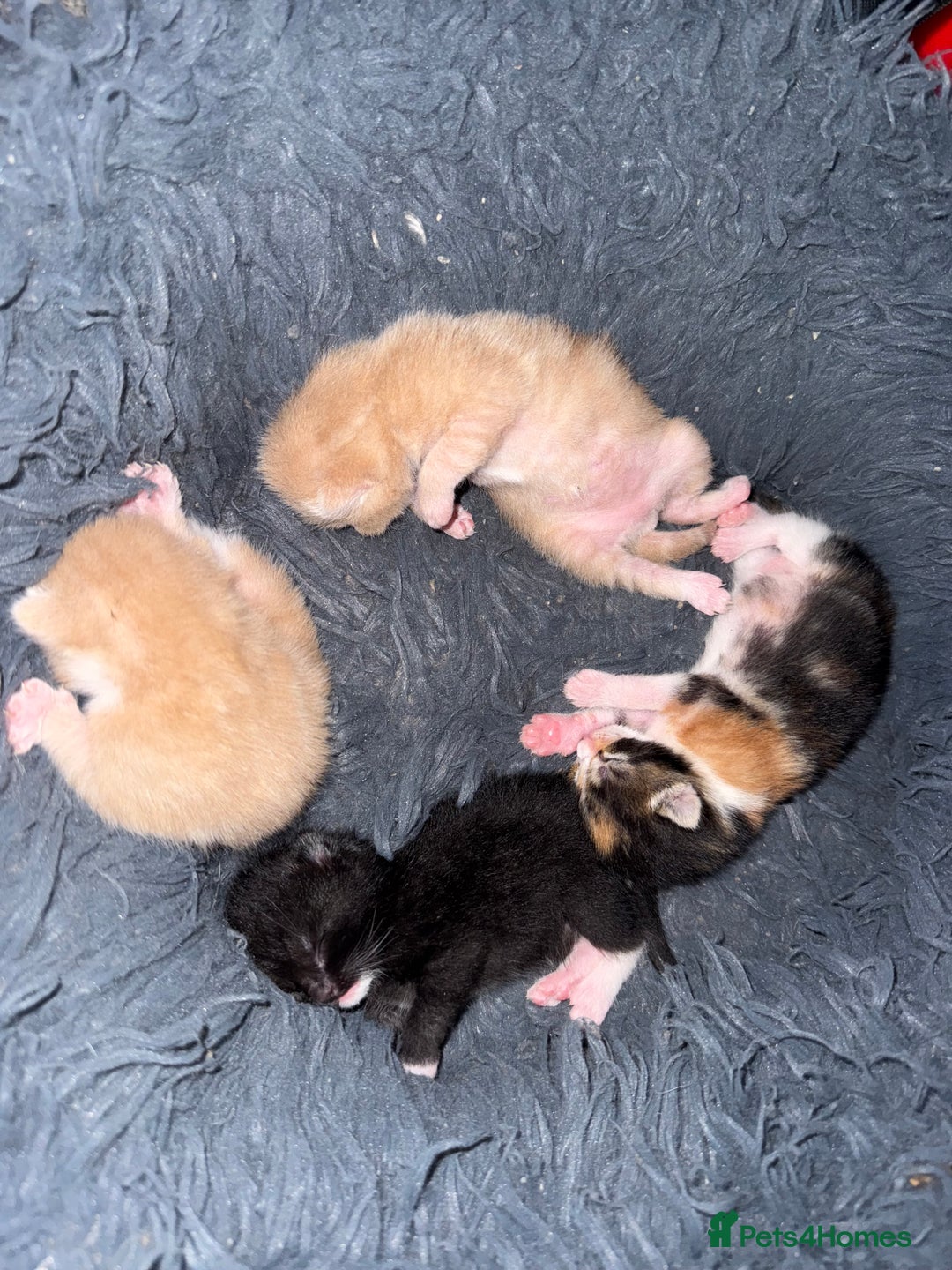 Mixed Breed cats for sale: 4 Gorgeous Kittens Ready for Their Forever Homes! - Image 13