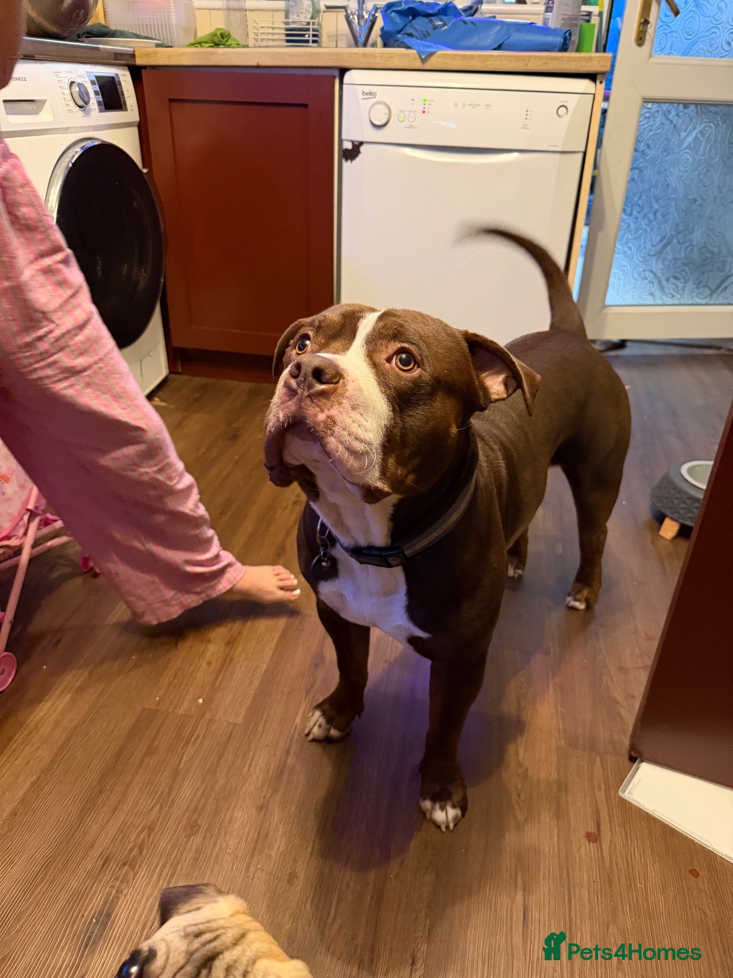 Mixed Breed dogs Re homing my boy - Advert 1