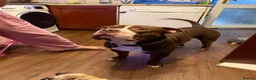 Mixed Breed dogs for sale: Re homing my boy - Advert 1