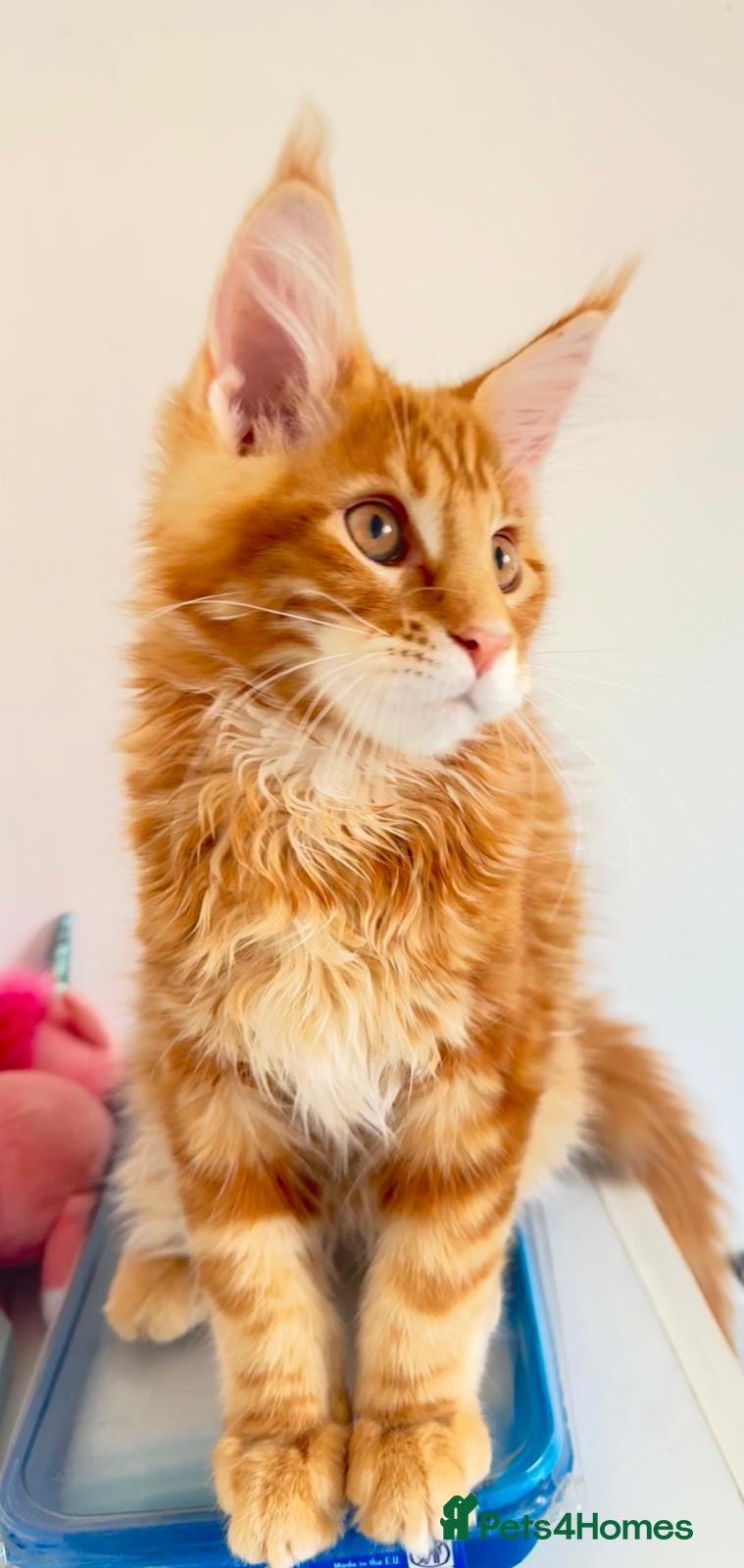 Maine Coon cats Pure breed XXL Maine Coon kittens  - Advert 16