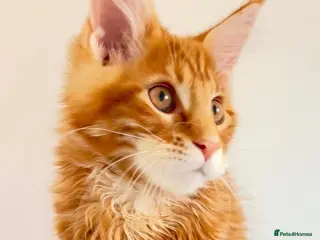 Maine Coon cats Pure breed XXL Maine Coon kittens - Advert 16