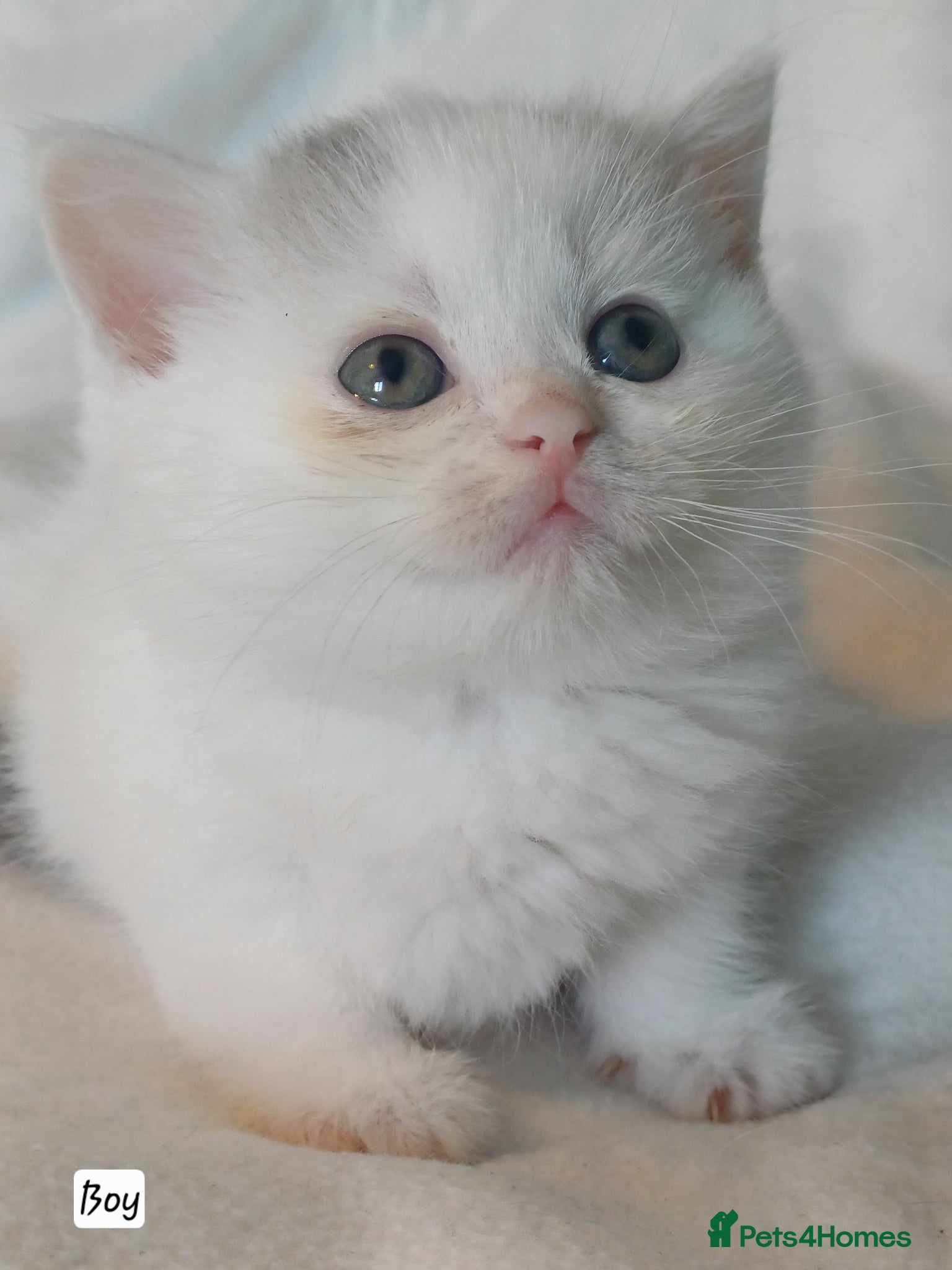 British Shorthair cats for sale: Gorgeous Brittish Shorthair 🐱 - Advert 8