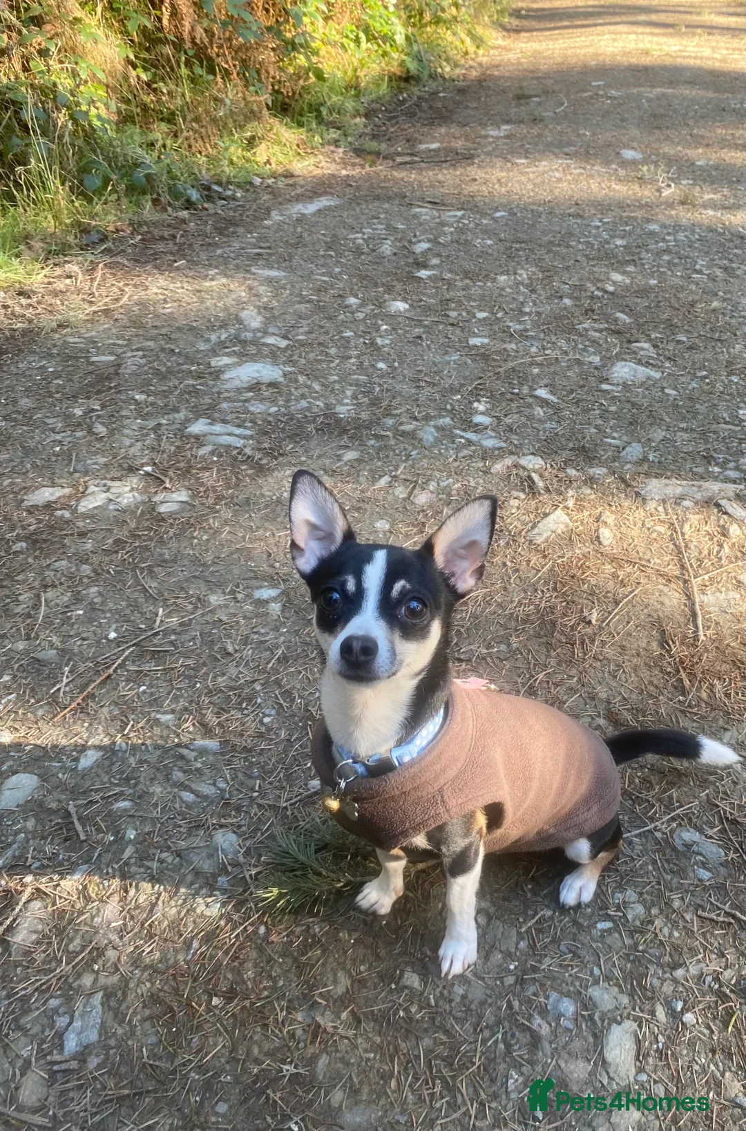 Chihuahua dogs for stud: Beautiful male chihuahua for stud  in Bodmin - Advert 2