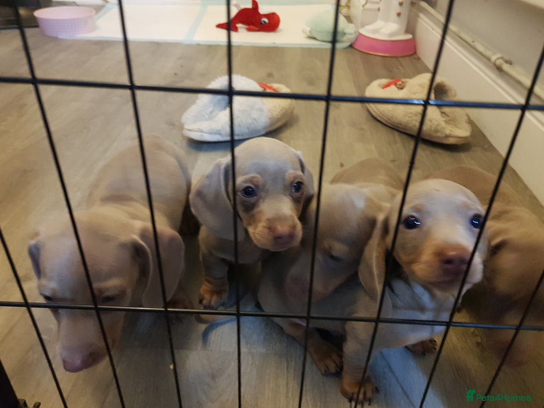 Miniature Dachshund dogs for sale: Miniature dachshund  - Advert 16