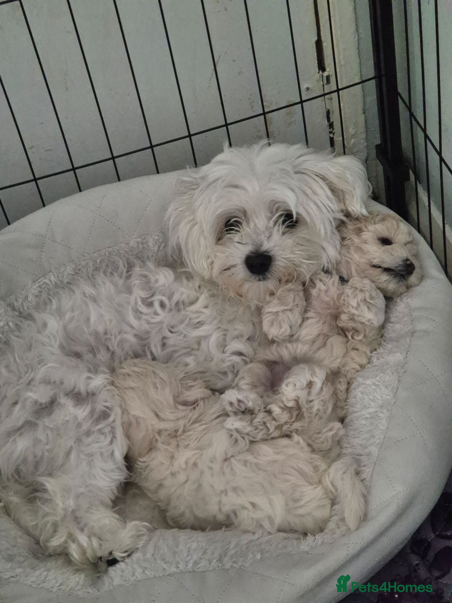 Maltipoo dogs One female puppy - Advert 4