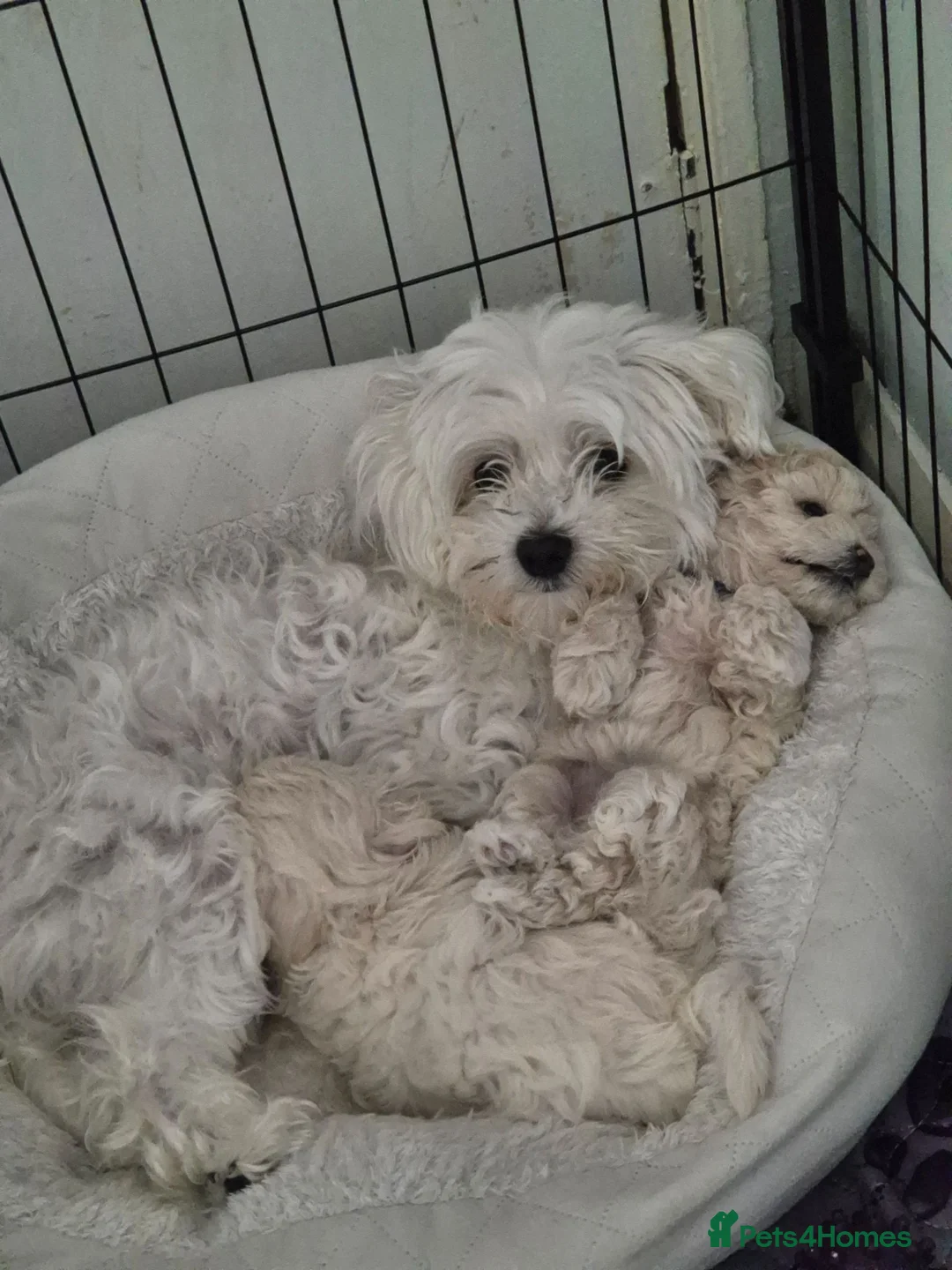 Maltipoo dogs for sale: One female puppy - Advert 1