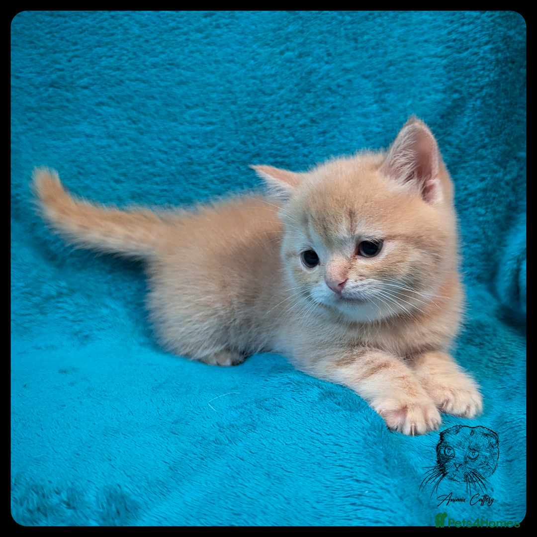 Scottish Fold cats for sale: TICA Registered Scottish kittens - Image 23