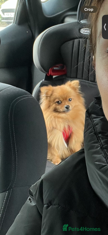 Pomeranian dogs - Advert 2