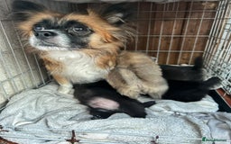 Mixed Breed dogs for sale: 4 puppies left  - Image 3