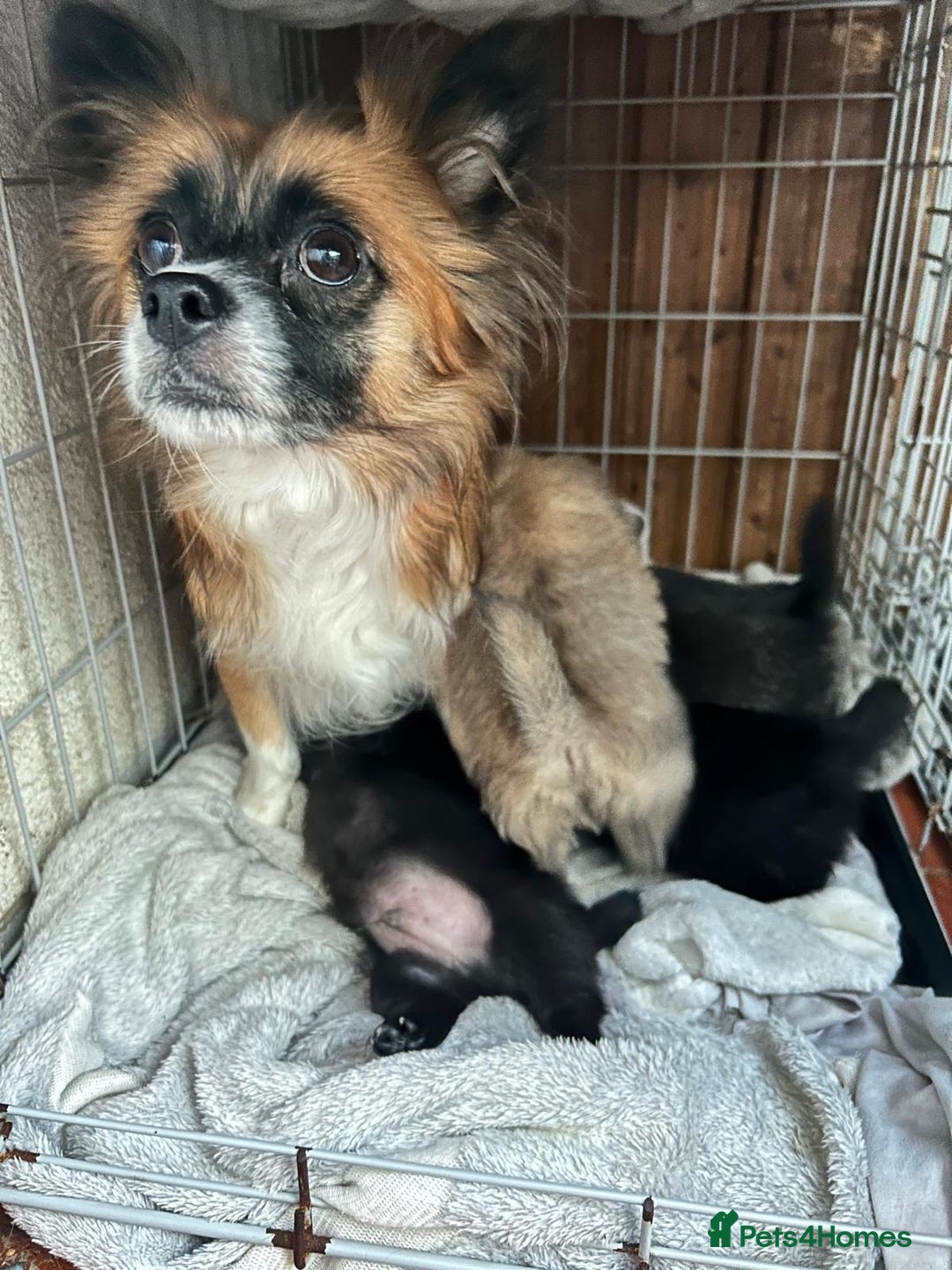 Mixed Breed dogs for sale: 4 puppies left  - Image 3