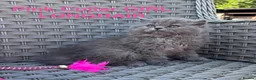 British Longhair cats for sale: GCCF Blue British Long Hair Kittens  - Advert 4