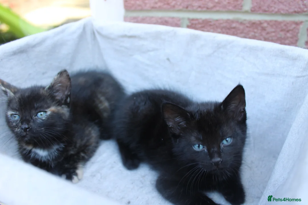 Mixed Breed cats for sale: Beautiful domestic kittens  - Advert 2