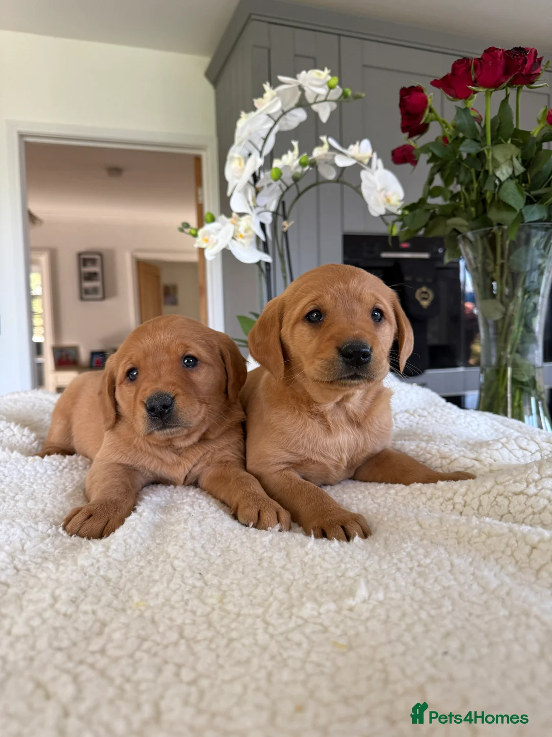 Goldador dogs for sale: Beautiful Dark red chunky goldadors  - Advert 2