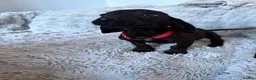 Mixed Breed dogs for sale: Miniature dachshund cross lab (dashadors)  - Advert 23