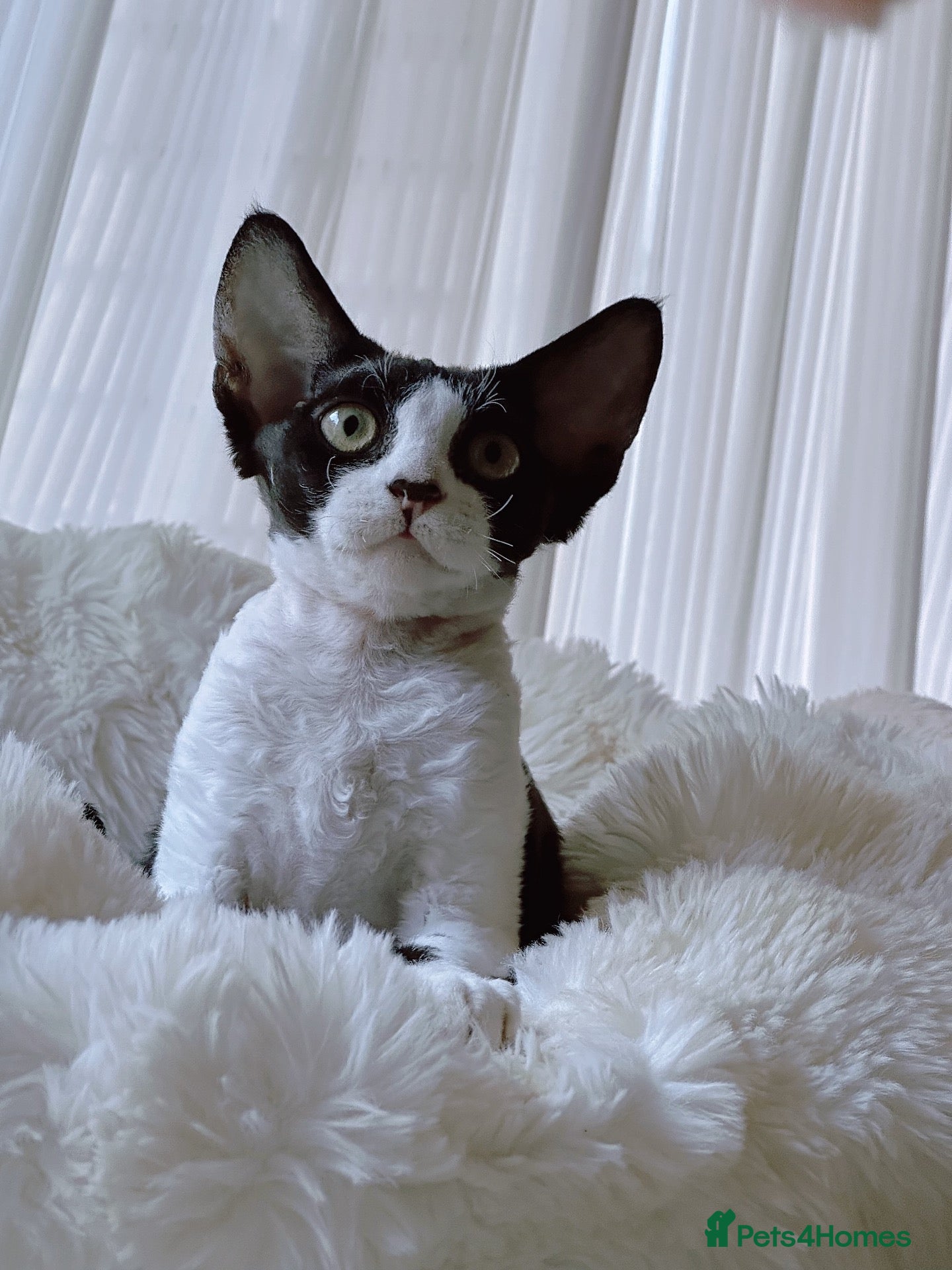 Devon Rex cats Beautiful Devon Rex kittens ❤️❤️❤️ - Advert 16