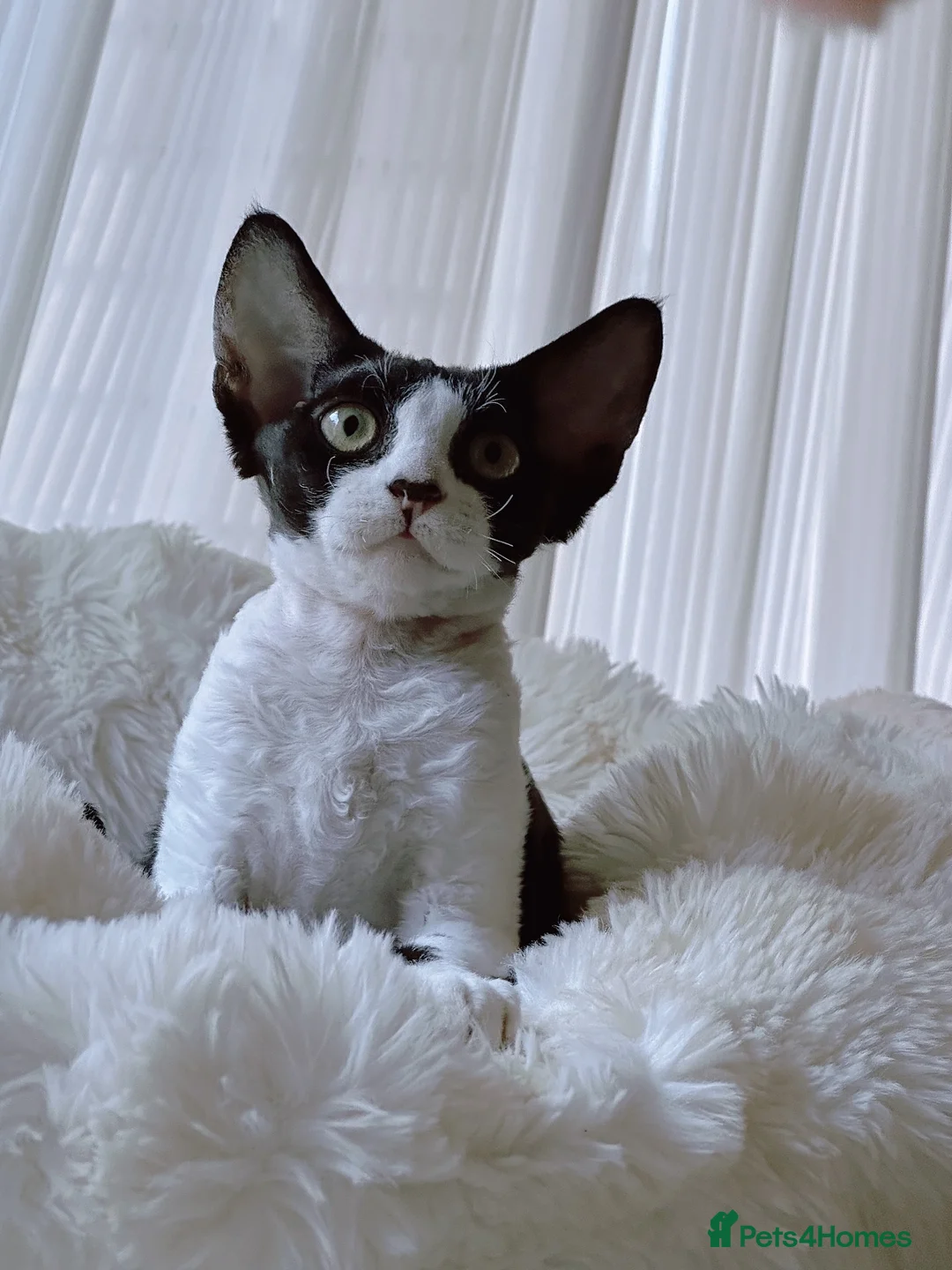Devon Rex cats for sale: Beautiful Devon Rex kittens ❤️❤️❤️ - Advert 1