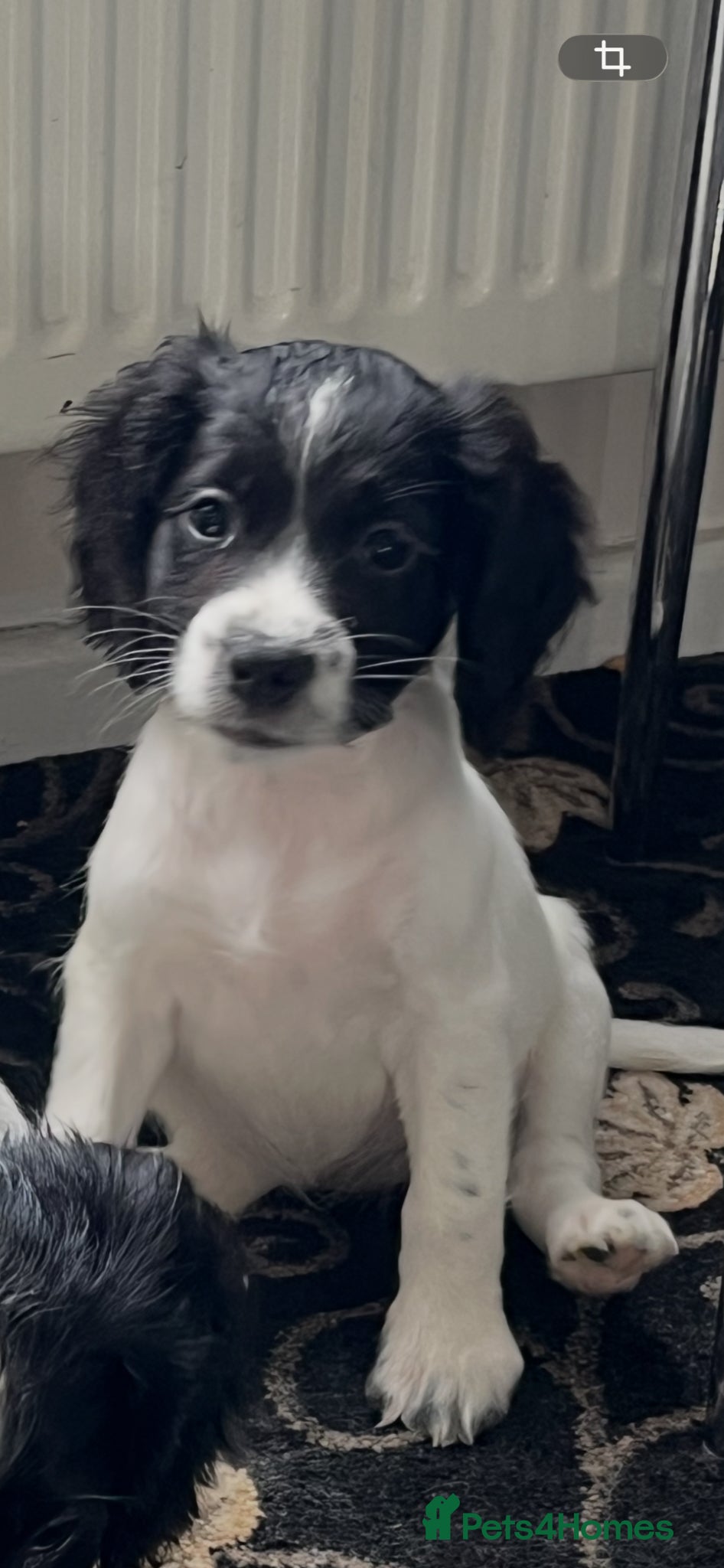 Sprocker dogs Sprocker spaniel puppies READY TO LEAVE ONLY 2 - Advert 2