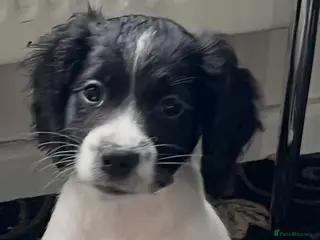 Sprocker dogs 1 Sprocker spaniel puppies READY TO LEAVE - Advert 15