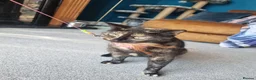 Domestic Shorthair cats for sale: Susan - Seeking Forever Home - Advert 8