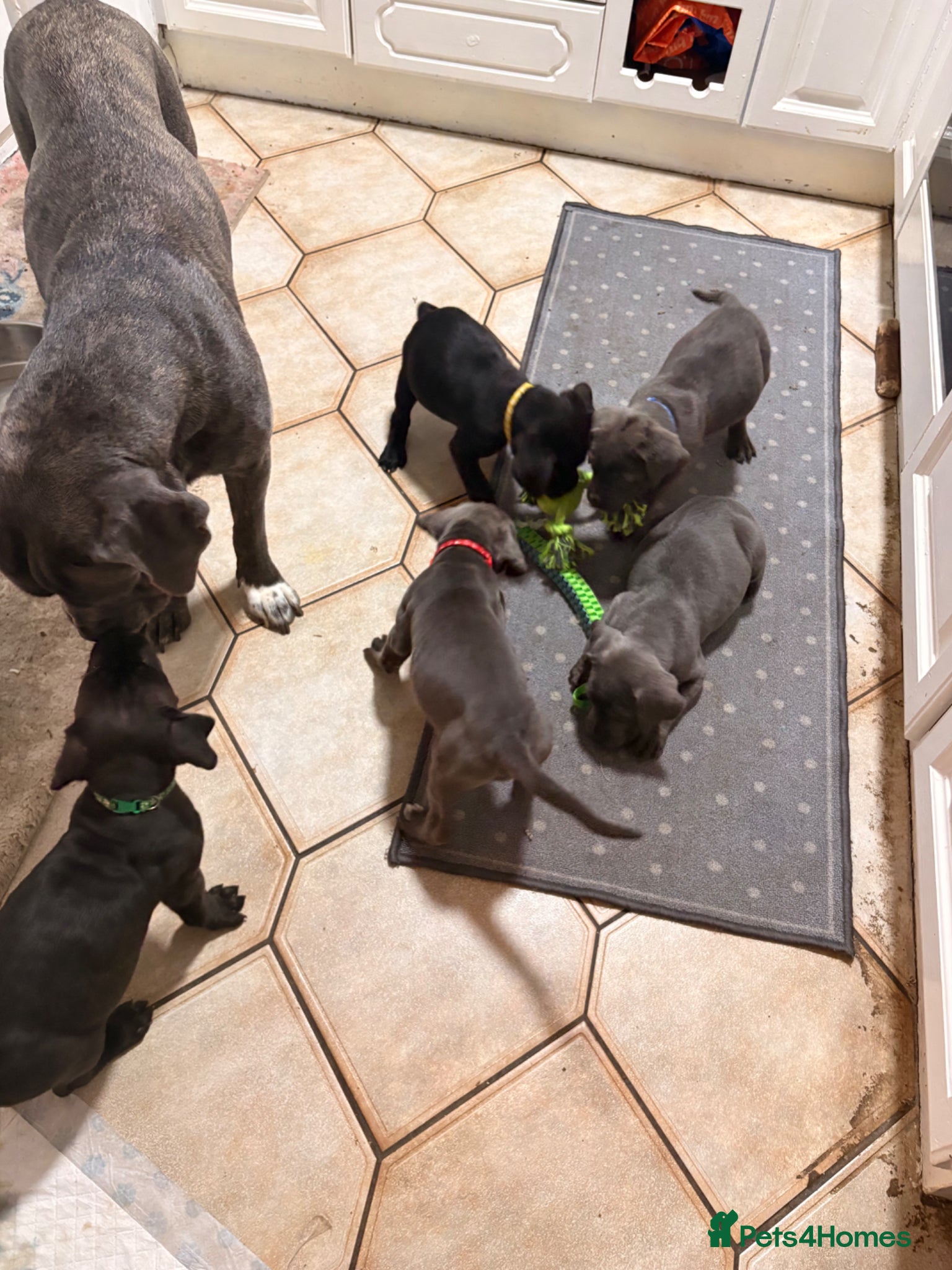 Cane Corso dogs Cane Corso puppies for sale-Black&Grey beauties!🐾 - Advert 10