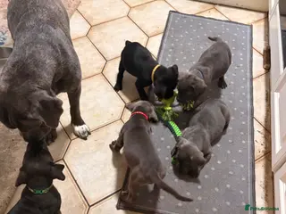 Cane Corso dogs Cane Corso puppies for sale-Black&Grey beauties!🐾 - Advert 10