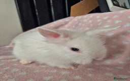Mini Lion Lop rabbits for sale: 8 Beautiful Lion Lop Bunnies available to reserve. - Image 13