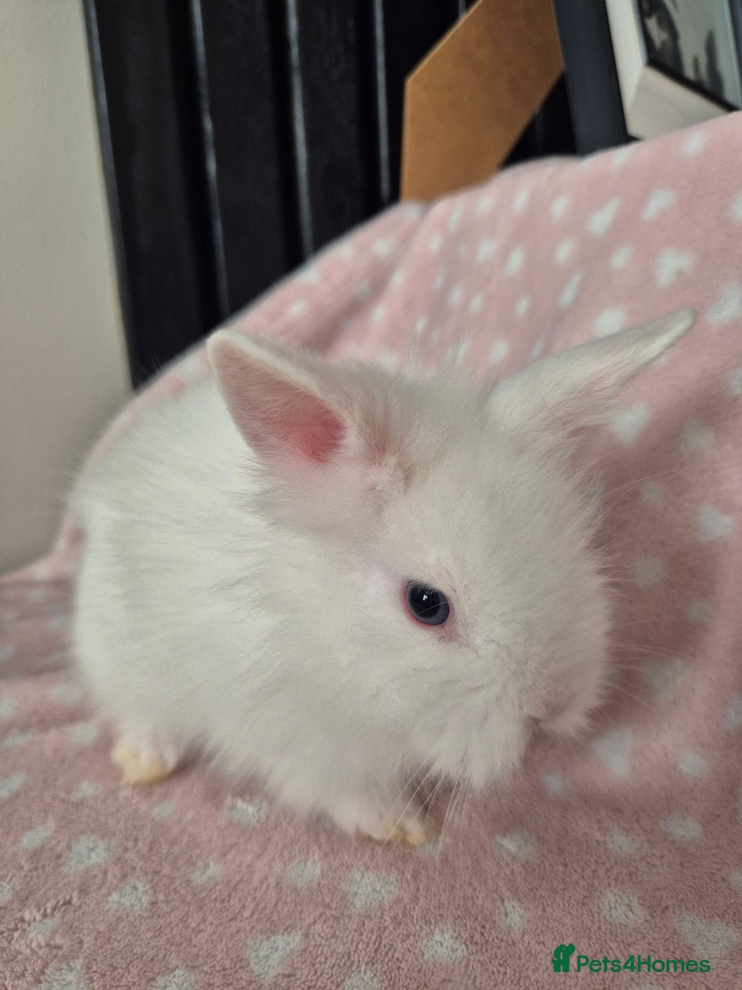 Mini Lion Lop rabbits for sale: 8 Beautiful Lion Lop Bunnies available to reserve. - Image 13