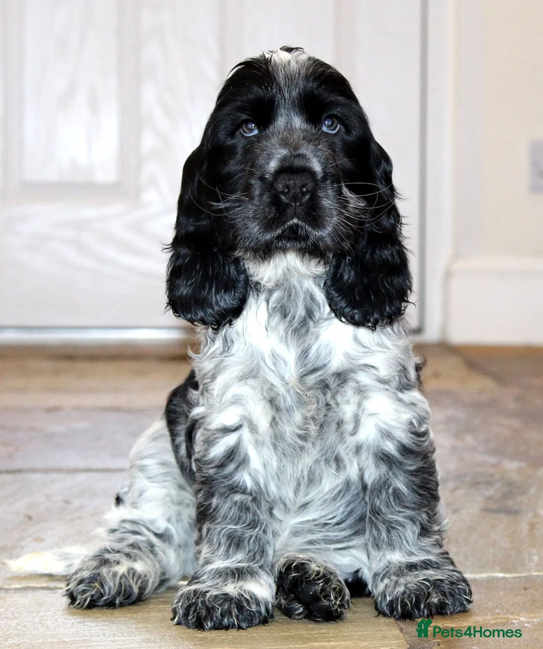 Cocker Spaniel dogs for sale: KC registered Cocker Spaniel.  - Advert 4
