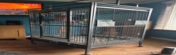 Macaws birds for sale: Ricco gold chested macaw - Advert 4