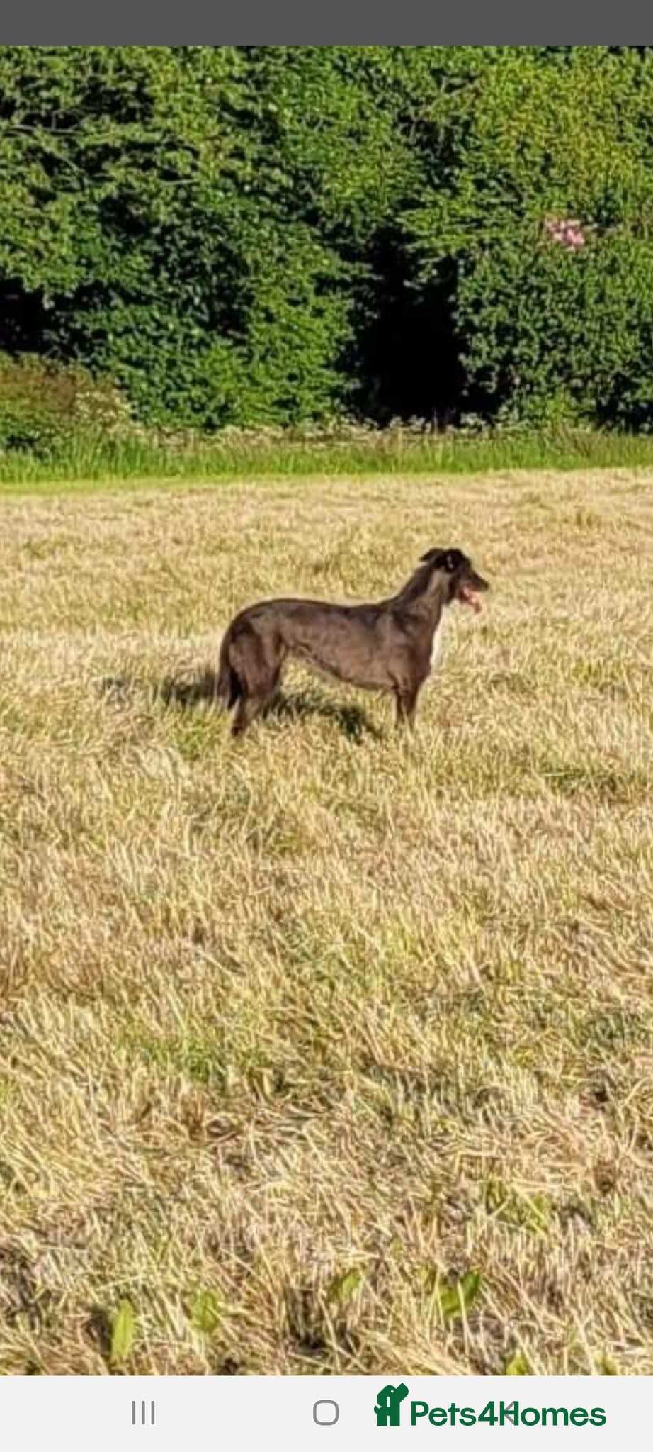 Mixed Breed dogs Lurcher x Collie  - Advert 3