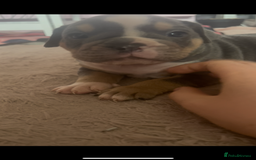 Olde English Bulldogge dogs for sale: ‼️⭐️LAST 2⭐️‼️OEB PUPS- Jabbed & Chipped - Image 17